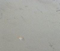 Контрактный (б/у) двигатель BLF (03C100035D) для AUDI, SKODA, VOLKSWAGEN - 1.6л., 115 л.с., Бензиновый двигатель Контрактный (б/у) двигатель BLF (03C100035D) для AUDI, SKODA, VOLKSWAGEN - 1.6л., 115 л.с., Бензиновый двигатель